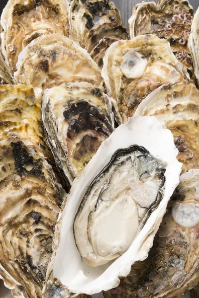 Oyster Shell морепродуктів — стокове фото